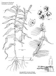 Image result for Potamogeton richardii