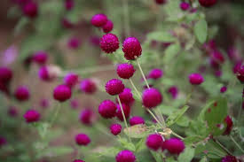 Image result for Amaranthaceae