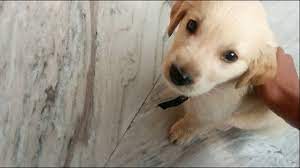 Cesar Golden Retriever Puppy 2 Months Old Most Obedient Puppy Youtube