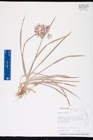 Image result for Cyperus sp.no.7