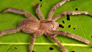 A aranha armadeira ganhou este nome porque, quando incomodada, ergue as patas dianteiras para se defender, o a picada da aranha armadeira também pode provocar, nos homens, o priapismo. Tudo Sobre A Aranha Armadeira Escola Educacao