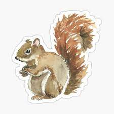 In general, the macrame wall hanging comes in several fantastic versions. Squirrels Gifts Merchandise Redbubble