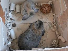 Voici une rampe d'agility idéale pour votre lapin sportif ! Divertir Son Lapin Et Enrichir L Environnement Jeux Et Jouets Pour Lapins La Dure Vie Du Lapin Urbain