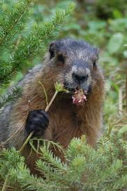 10 Cutest Groundhog Pictures Groundhog Pictures Groundhog Animals