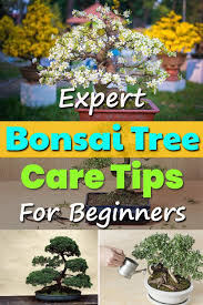 Expert Bonsai Tree Care Tips For Beginners Bonsai Tree Care Tree Care Bonsai Tree Types