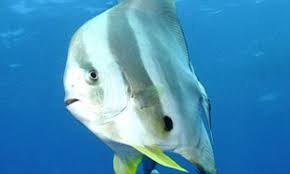 Maybe you would like to learn more about one of these? Fins Ain T What They Used To Be Bat Fish Appears To Wear Set Of Flippers To Power Through The Red Sea Daily Mail Online