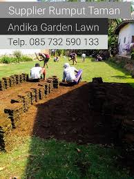 Untuk harga beberapa jenis rumput taman sangat bervariasi namun yang lebih mahal dari beberapa jenis di atas adalah jenis rumput taman swiss dan golf, untuk lainnya relatif sama. Jual Beli Rumput Jepang Wa 62 857 3259 0133 Supplier Rumput Jepang Rumput Taman Garden Lawn