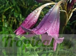 Image result for Crinum harmsii