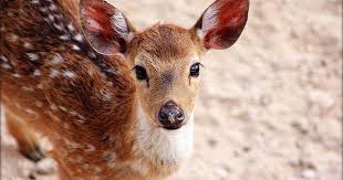 نتيجة بحث الصور عن غزال الريم Animals Kangaroo