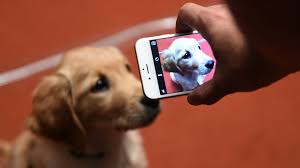 Also, be sure to check out our facebook page at 'timberline retrievers' for more pictures and updates. Fraud Rampant In Puppy Ads Here S What To Look For Kgw Com
