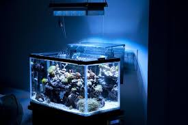 Pin On Aquariums