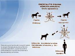 Enfermedad transmitida por alimentos ‎(4) evento: Encefalitis Equina Venezolana Ppt Video Online Descargar