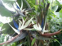 Image result for Strelitzia alba