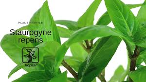 Image result for Stolzia repens