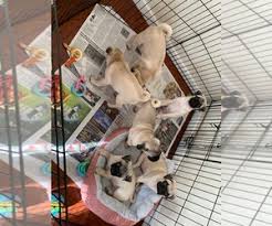 They have been around kids and animals. View Ad Pug Puppy For Sale Near New Jersey Hazlet Usa Adn 164528