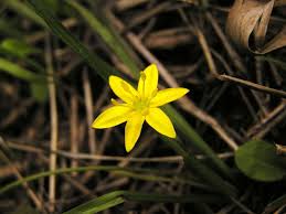 Image result for Hypoxis