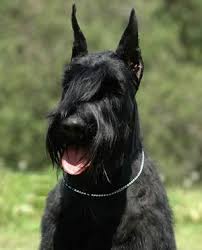 Black And Silver Giant Schnauzer Puppies For Sale Do People Know Your Breed Page 4 Giant Schnauzer Doberman Puppies For Sale Schnauzer
