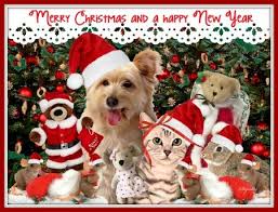 Pin By Deanna Hughes On Cats And Dogs Christmas Animals Pet Holiday Christmas Cats