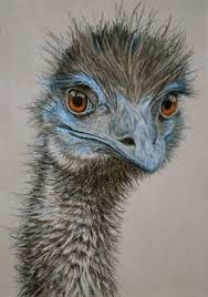Emu Drawings Ile Ilgili Gorsel Sonucu Hayvan Eskizleri Tablolar Sanatcilar