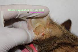 La péritonite infectieuse féline, connue sous l'abréviation pif, est une maladie virale très grave car incurable et à l'issue mortelle. Peritonite Infectieuse Feline Pif Symptomes Et Traitement