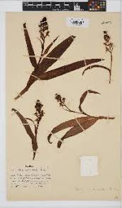 Image result for Disa stairsii