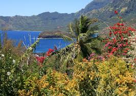 Image result for Marquesia