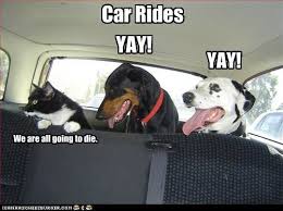 Pin By Julia Vandenakker On Animals Funny Animals Funny Cat Pictures Funny Dogs