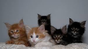 Do not send a deposit unless you are selecting a kitten that is shown to be available. Maine Coon Cats For Sale Portland Or 272482 Petzlover