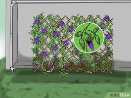 Here's a tip on avoiding the dreaded clematis wilt that strikes just as your plant is about to flower. How To Prevent Clematis Wilt 7 Steps With Pictures Wikihow