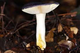 Image result for Russula sp