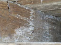 However, many white molds are still capable of producing negative health effects and should be dealt with promptly. Museum Building Infested With Mold The Douglas Fairbanks Museum