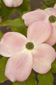 White flowering deciduous dogwood tree with 34 reviews. Stellar Pink Dogwood