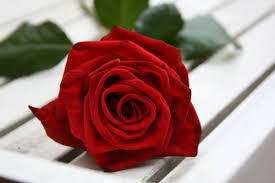 Download, share or upload your own one! Red Rose Free Stock Photos In Jpeg Jpg 1280x853 Format For Free Download 99 24kb