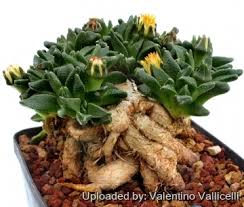 Image result for Nananthus aloides