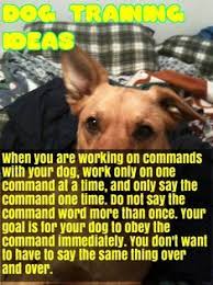 Get Your Dog Educate Pet Care Dogs Dog Training Obedience Funny Dogs