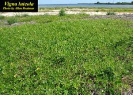 Image result for Vigna luteola