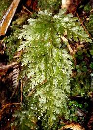 Image result for Hymenophyllaceae