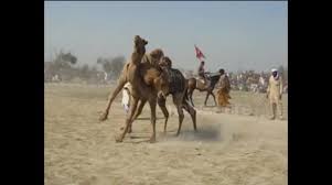 Camel qurbani 2012 hina benglows block 19 johhar if you like this video so please leave your commints and like it. Newsflare Camel Fighting Event In Pakistan