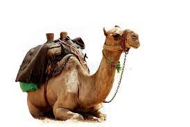 He likes running on his tall white camel in the sans dunes nearby the town of gat. Pin On Design Background Iphone