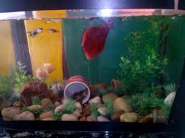 Betta Macho E Guppys Juntos 2 Youtube