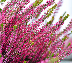 Image result for Calluna vulgaris