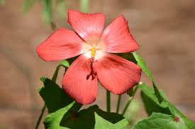 Image result for Abelmoschus