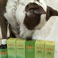 Natural Remedies For Dogs As Well As Dog Diseases And Symptoms We Offer A Wide Range Of All Natural Dog Remedie Natural Pet Animal Stories Cute Cats And Dogs