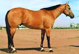 Buckskins are typically tan (dark or light) with black legs and black mane and tail. This Is An Example Of A Buckskin One Of Aqha S 17 Recognized Coat Colors Aqha Photo Get More Coat Color Genetics Inform Aqha Horses Beautiful Horses Horses
