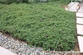 Image result for Dissotis