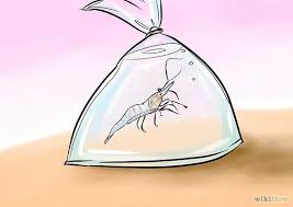 How To Take Care Of Ghost Shrimp Ghost Shrimp Glass Shrimp Shrimp Tank