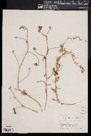 Image result for Convolvulus aschersonii