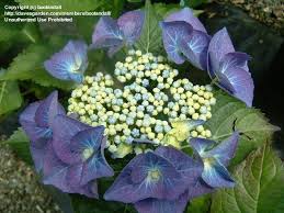 Image result for Indigofera ischnoclada