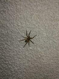 The pest control extermination specialists at columbia certified pest control can help you rid your home or business of pests, ants, insects, bedbugs, termites, and any other. Real Time Service Area For Columbia Pest Control Layton Ut