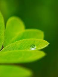 greenery old mobile cell phone smartphone wallpapers hd desktop backgrounds 240x320 images and pictures greenery old mobile cell phone